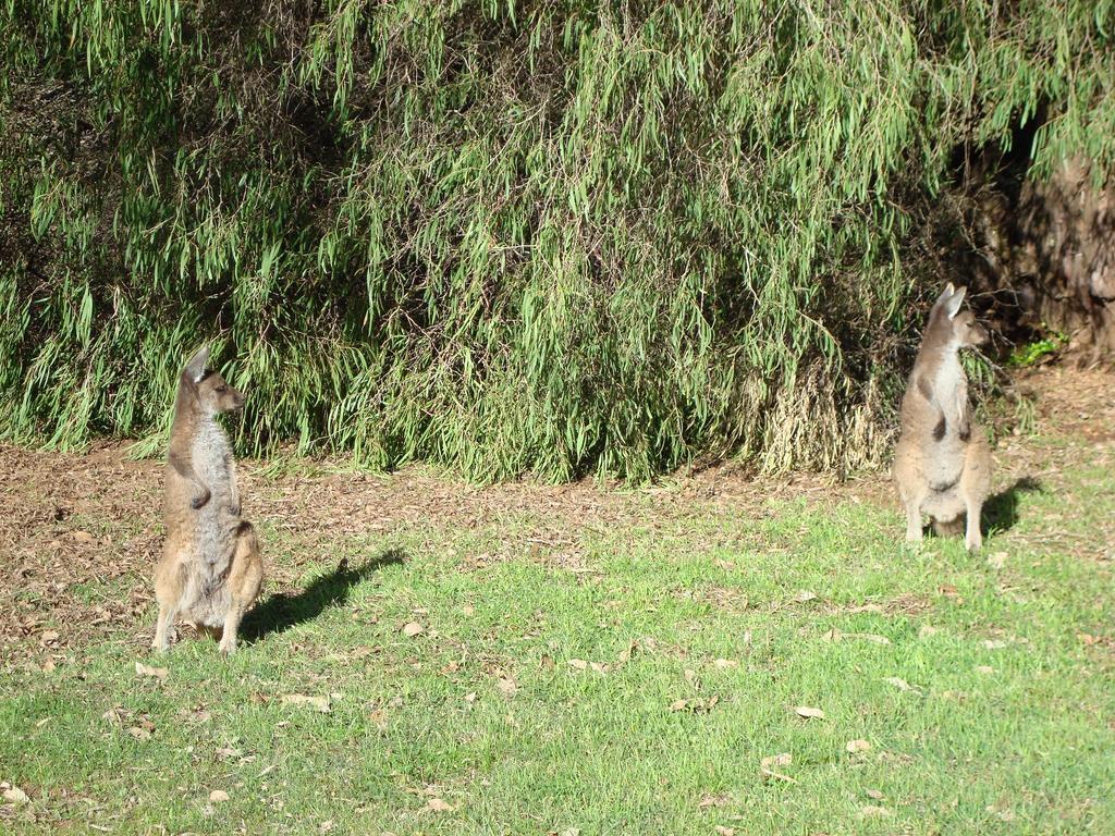 Margaret River Chalets Bagian luar foto